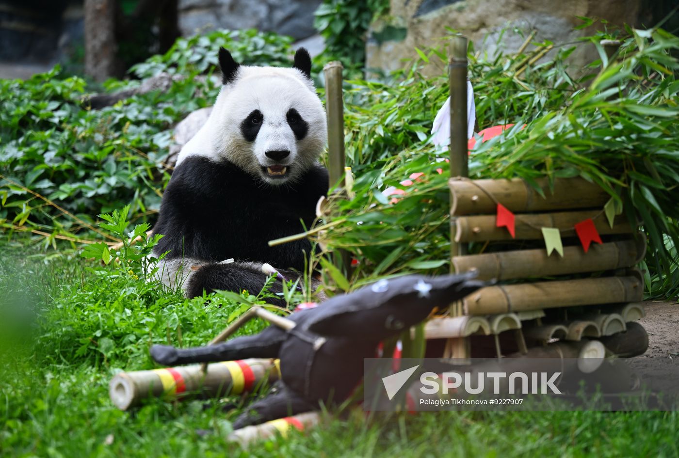 Russia Zoo Panda Birthday