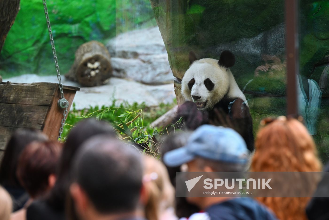 Russia Zoo Panda Birthday