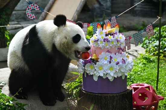 Russia Zoo Panda Birthday