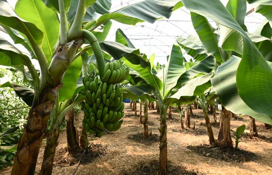 Russia Agriculture Banana Harvesting