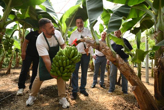 Russia Agriculture Banana Harvesting