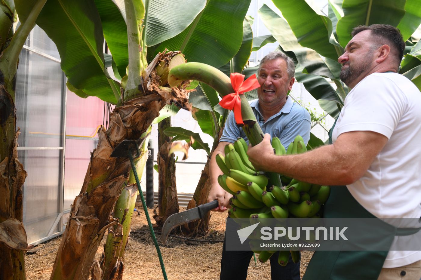 Russia Agriculture Banana Harvesting