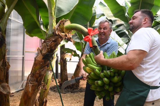 Russia Agriculture Banana Harvesting