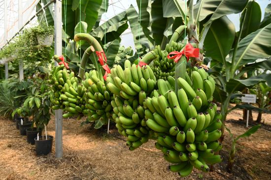 Russia Agriculture Banana Harvesting