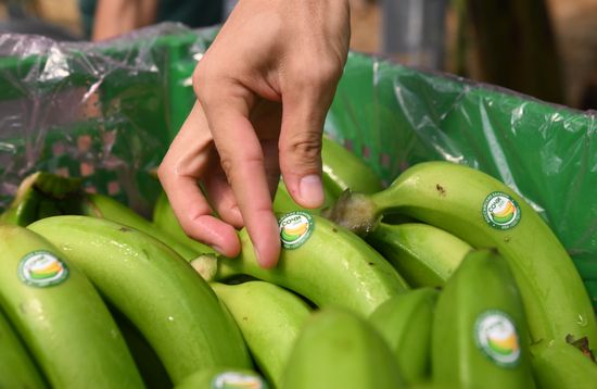 Russia Agriculture Banana Harvesting