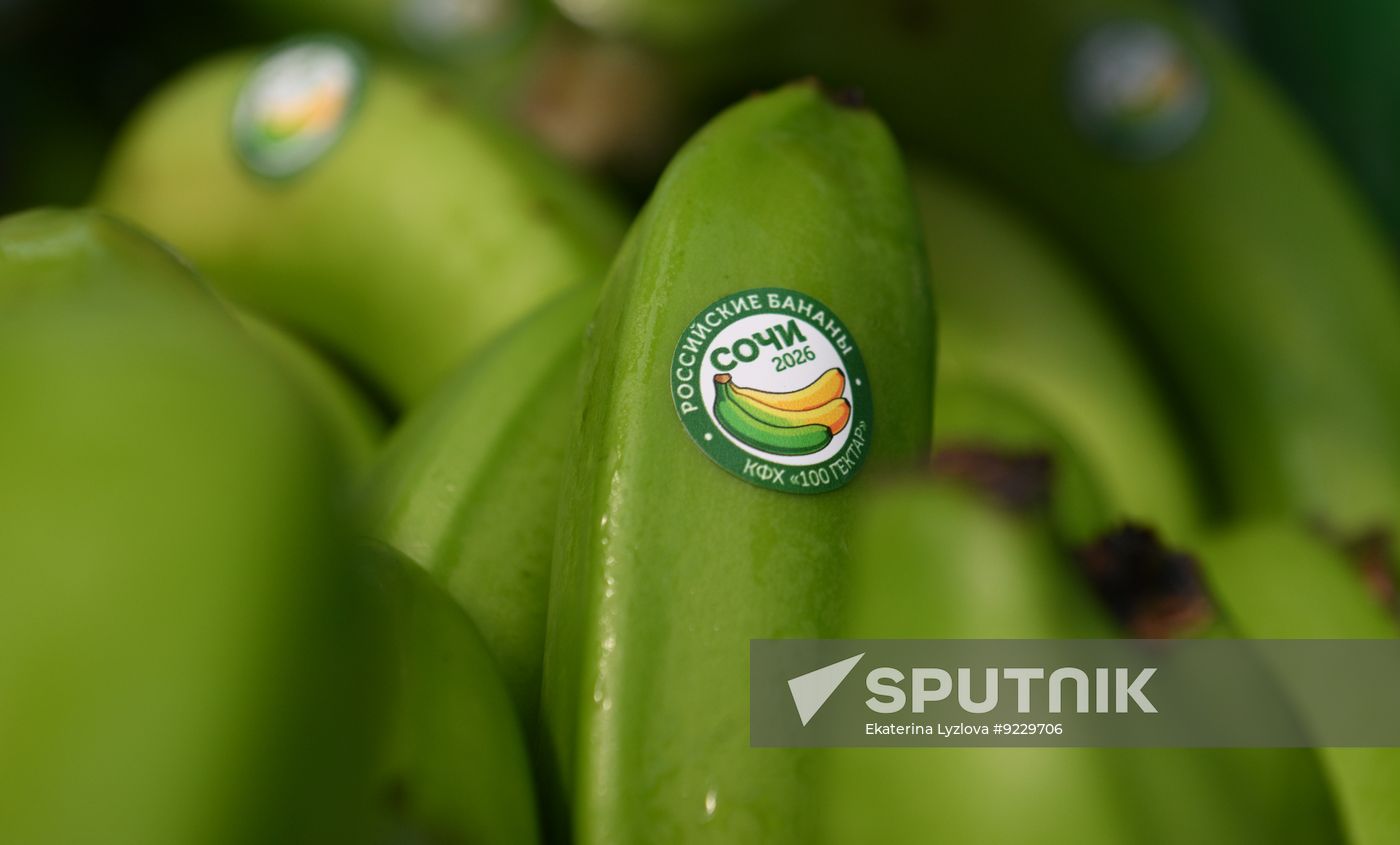 Russia Agriculture Banana Harvesting