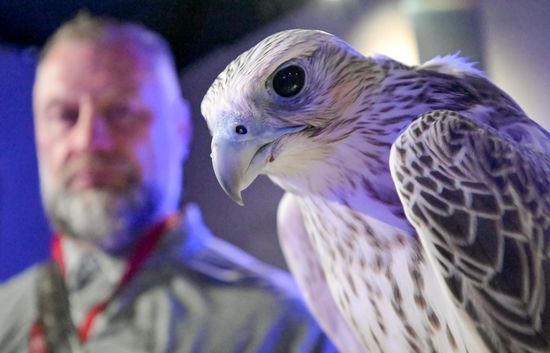 EEF-2026. The Official Opening Ceremony of the House of Falcon Pavilion