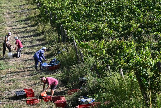 Russia Wine Industry
