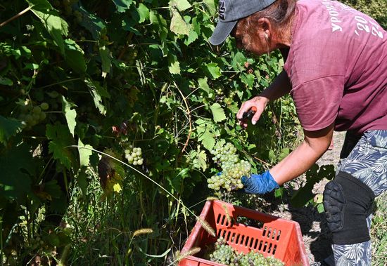 Russia Wine Industry