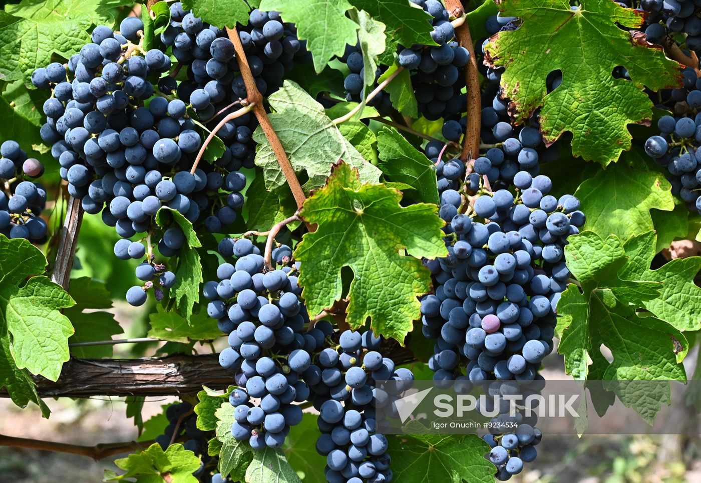 Russia Wine Industry