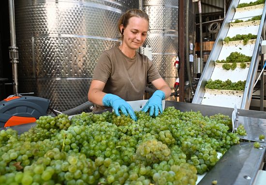 Russia Wine Industry