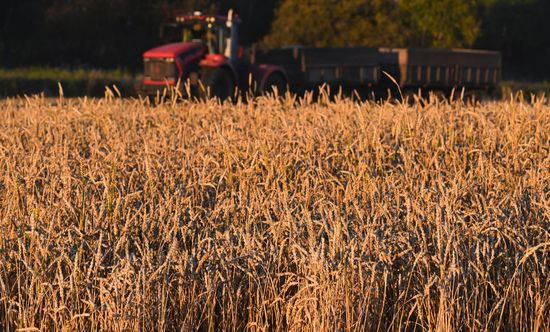 Russia Agriculture Wheat Harvesting