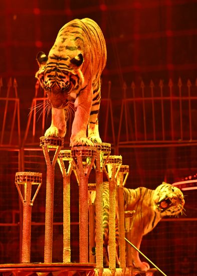 Russia International Circus Festival