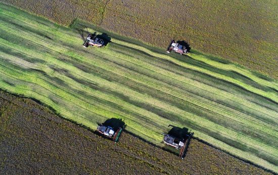 Russia Agriculture Rapeseed Harvesting