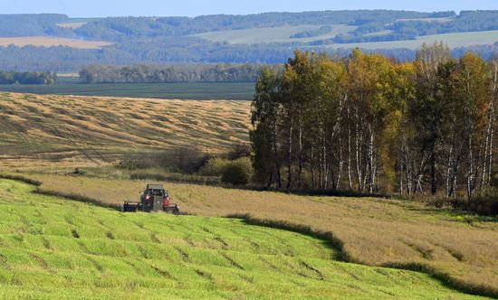 Russia Agriculture Rapeseed Harvesting