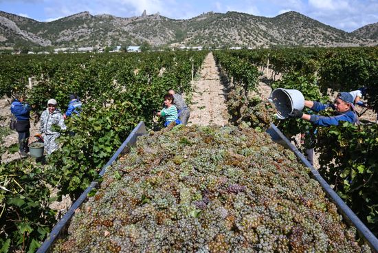 Russia Crimea Agriculture Grapes Harvesting