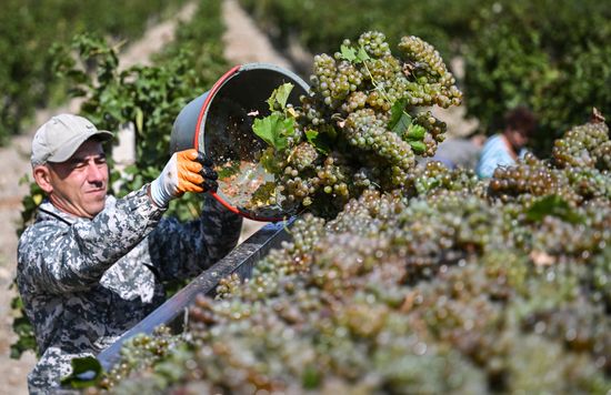 Russia Crimea Agriculture Grapes Harvesting