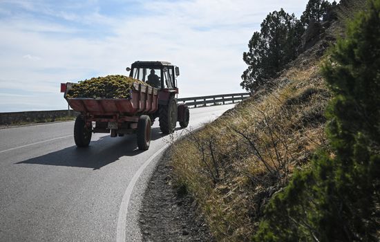 Russia Crimea Agriculture Grapes Harvesting