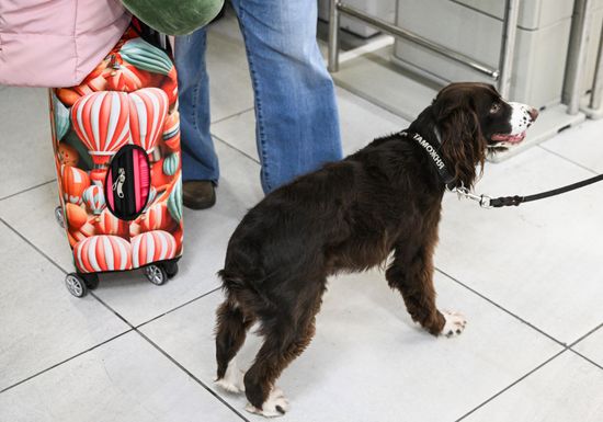 Russia Tolmachevo Airport Customs Service