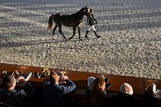 Russia Horse Auction