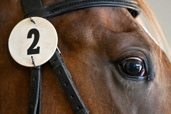 Russia Horse Auction