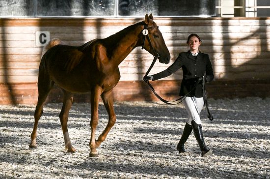 Russia Horse Auction