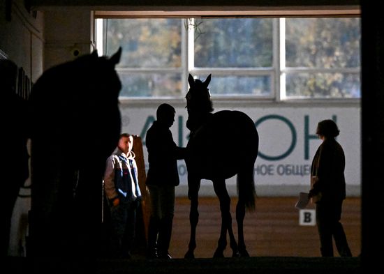Russia Horse Auction