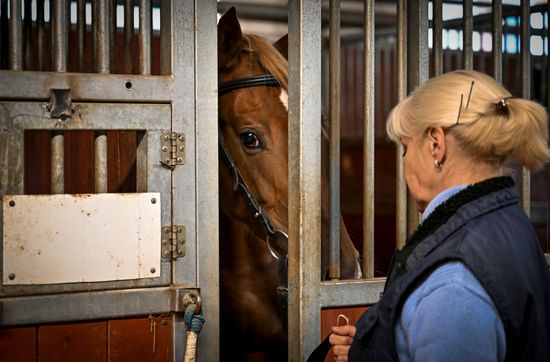 Russia Horse Auction