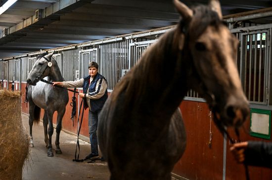 Russia Horse Auction
