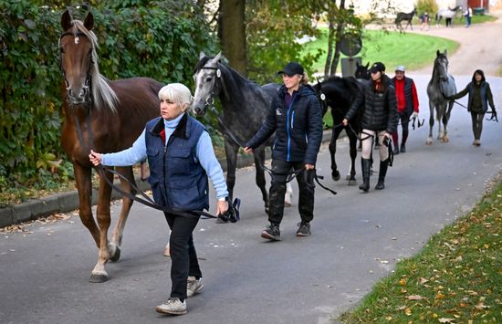 Russia Horse Auction