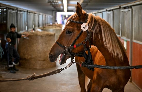 Russia Horse Auction