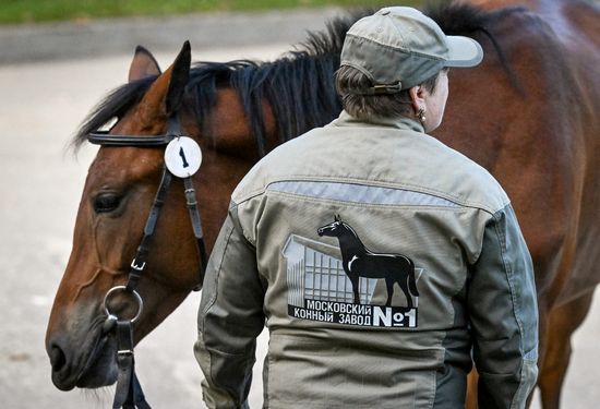Russia Horse Auction