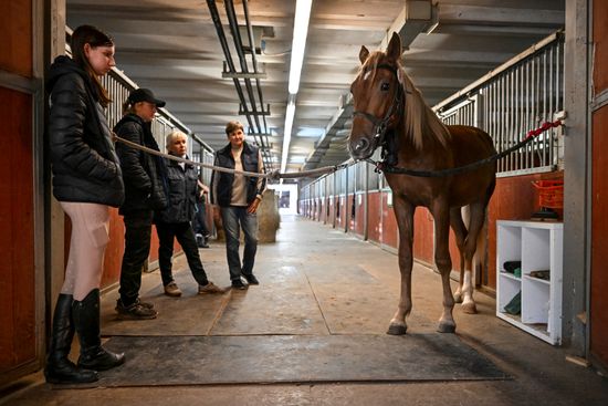 Russia Horse Auction