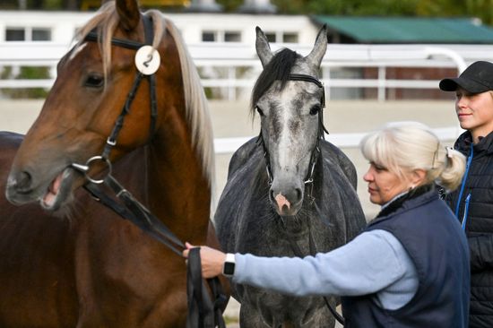Russia Horse Auction