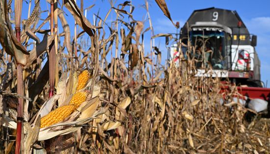 Russia Agriculture Corn Harvesting