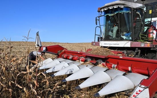 Russia Agriculture Corn Harvesting