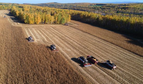 Russia Agriculture Corn Harvesting