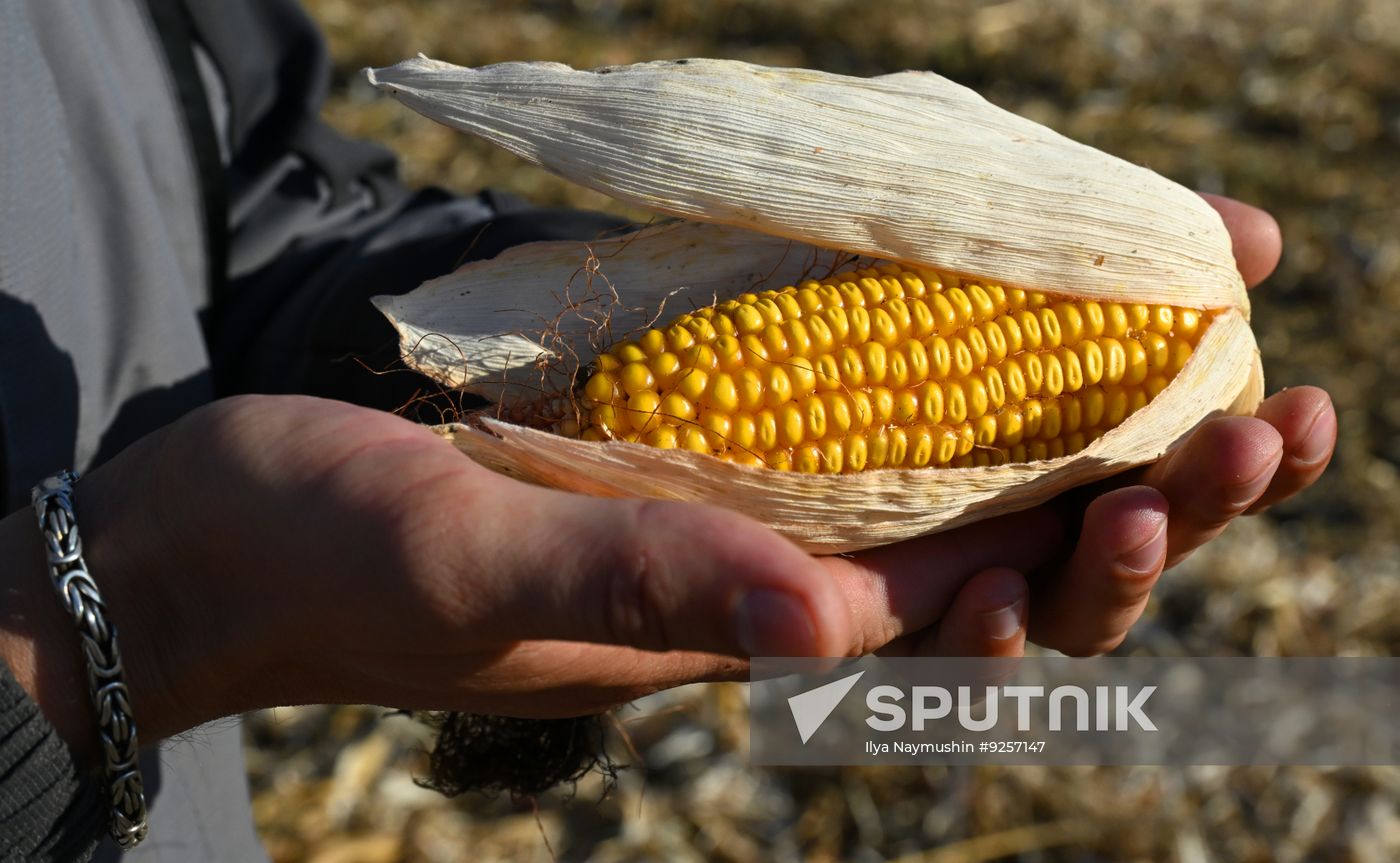 Russia Agriculture Corn Harvesting