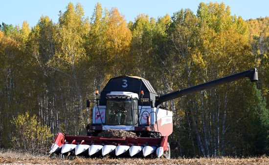 Russia Agriculture Corn Harvesting