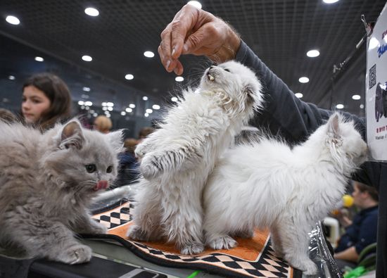 Russia Cat Show