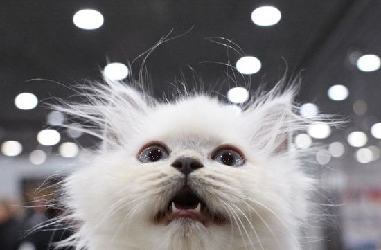 Russia Cat Show