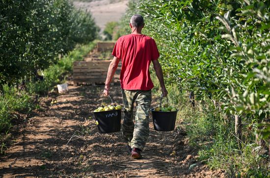 Russia Agriculture Apple Harvesting