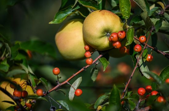 Russia Agriculture Apple Harvesting
