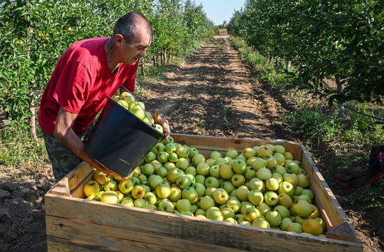 Russia Agriculture Apple Harvesting