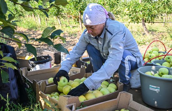 Russia Agriculture Apple Harvesting