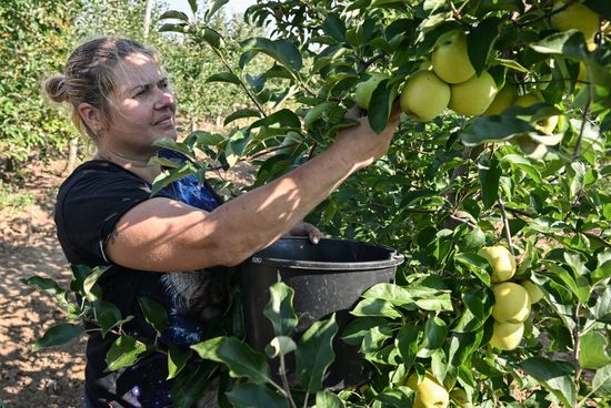 Russia Agriculture Apple Harvesting
