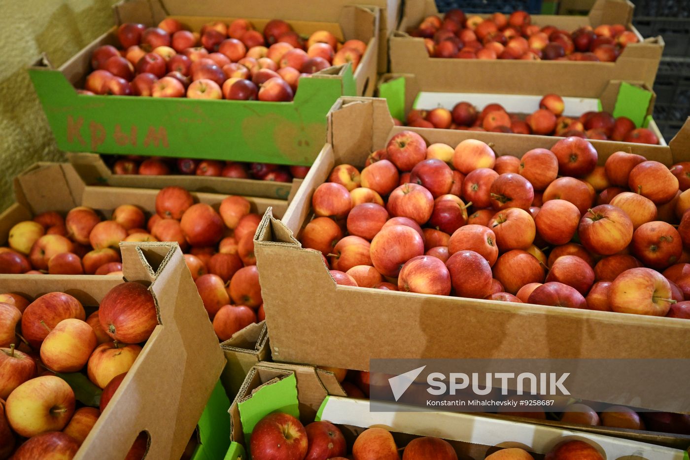 Russia Agriculture Apple Harvesting