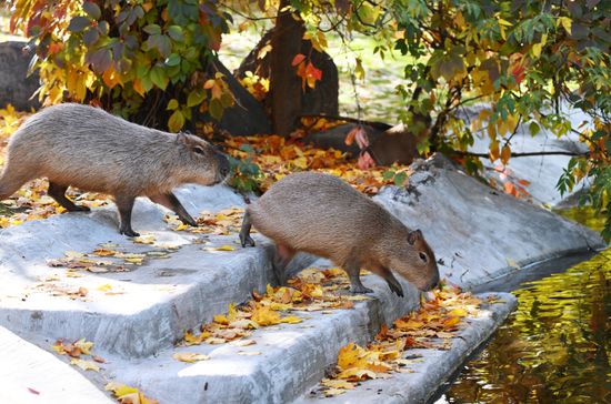 Russa Zoo