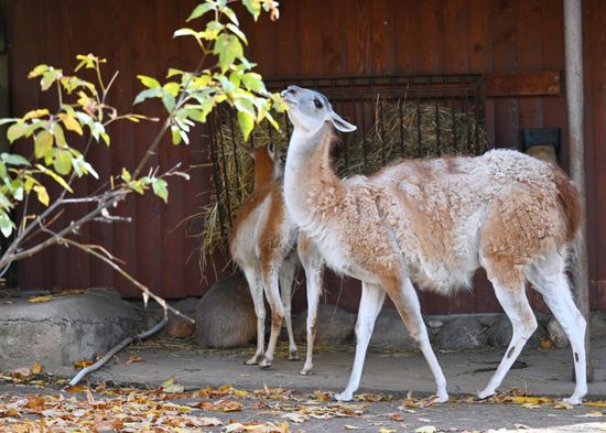 Russa Zoo