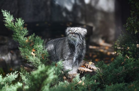 Russa Zoo